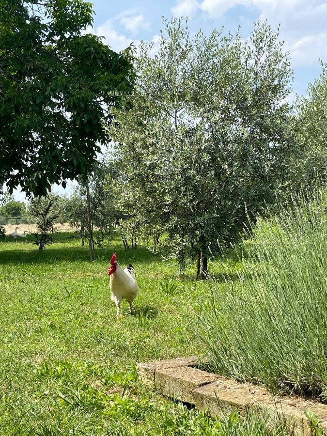 Agriturismo Monteroseo 베더졸 외부 사진